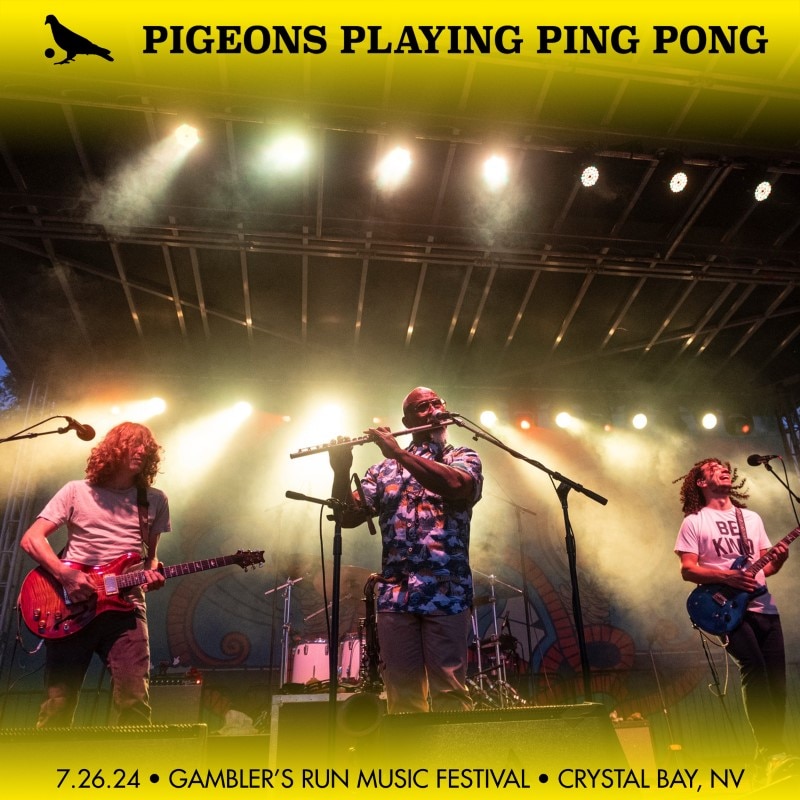 Pigeons Playing Ping Pong