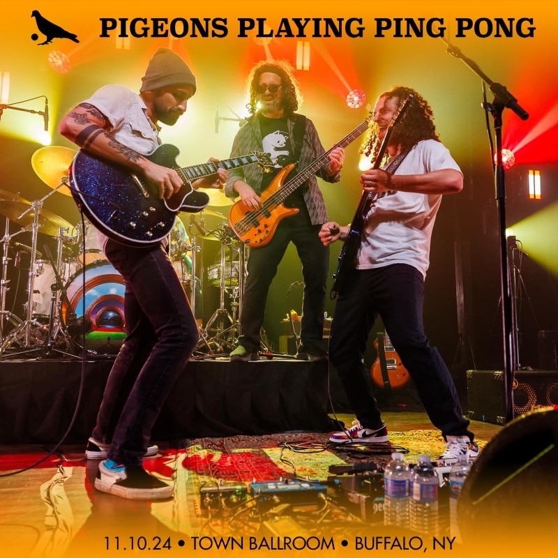 Pigeons Playing Ping Pong