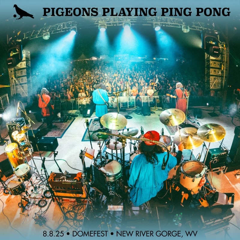 Pigeons Playing Ping Pong