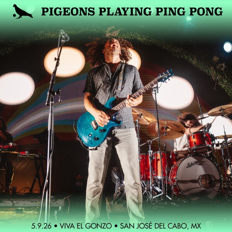 Pigeons Playing Ping Pong